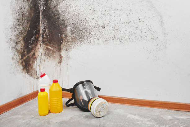 Best Attic Mold Removal  in Mount Vernon, OH