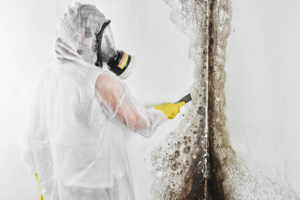 Best Crawl Space Mold Removal  in Mount Vernon, OH