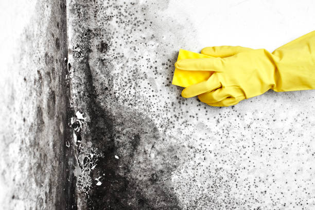 Best Mold Remediation  in Mount Vernon, OH