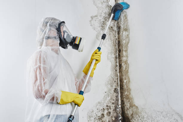 Best Office Mold Removal Services  in Mount Vernon, OH