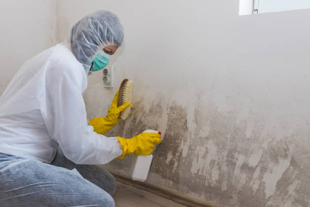 Mold Testing and Removal in Mount Vernon, OH
