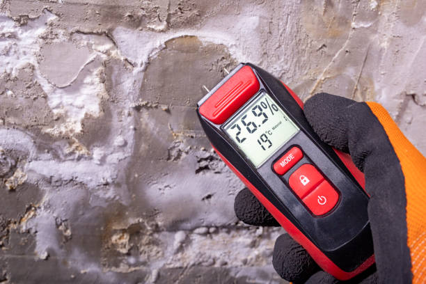 Best Mold Damage Repair  in Mount Vernon, OH