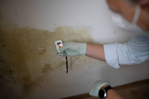 Best Professional Mold Removal  in Mount Vernon, OH