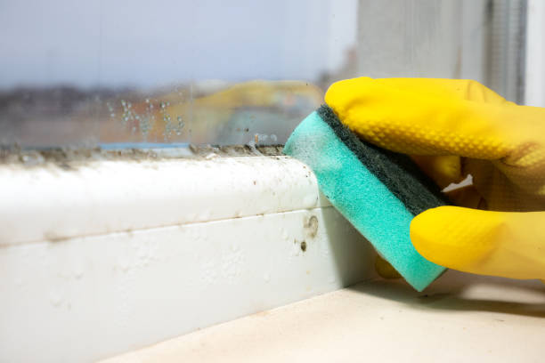 Best Toxic Mold Removal  in Mount Vernon, OH