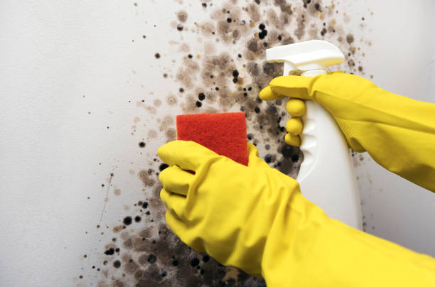 Best Mold Cleaning Services  in Mount Vernon, OH