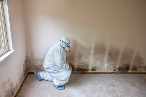 Best Best Mold Removal Companies  in Mount Vernon, OH