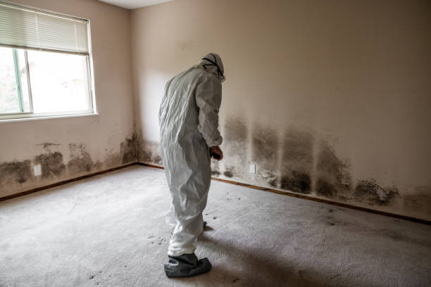 Best Mold Removal Near Me  in Mount Vernon, OH