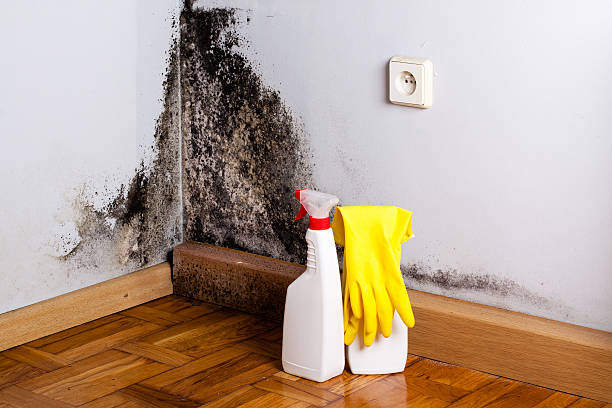 Best Commercial Mold Removal  in Mount Vernon, OH