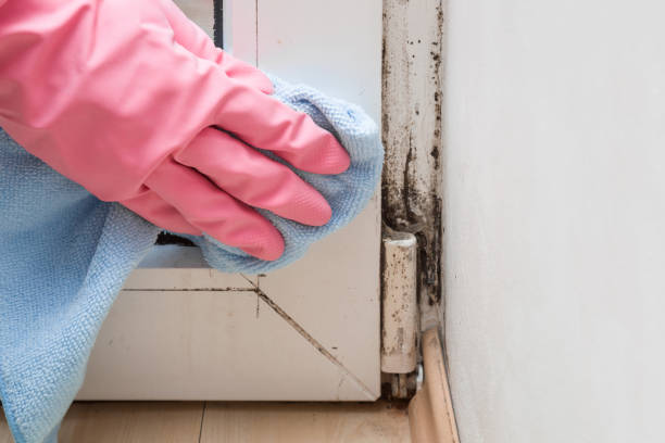 Best Local Mold Removal Service  in Mount Vernon, OH