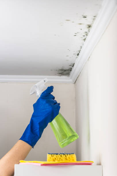 Attic Mold Removal in Mount Vernon, OH